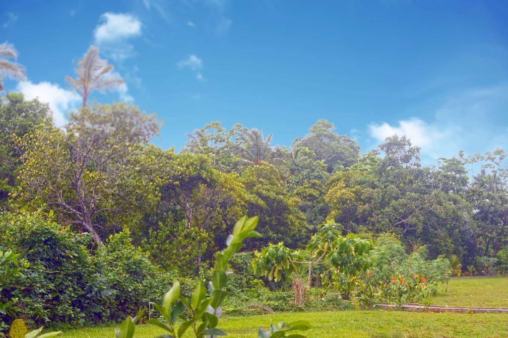 Lumbini Lagoon コッガラ 部屋 写真